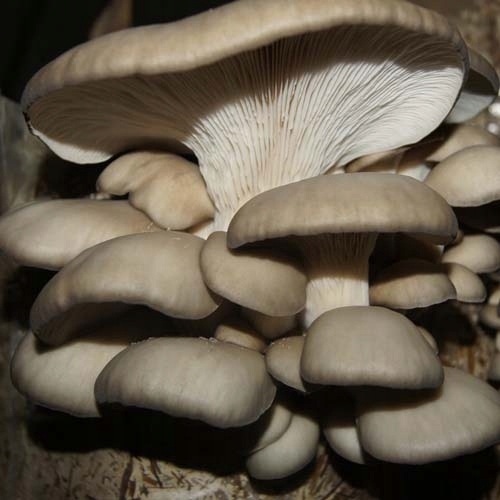 Mycélium na špendlíkoch Hliva ustricová Planto 20 ks.